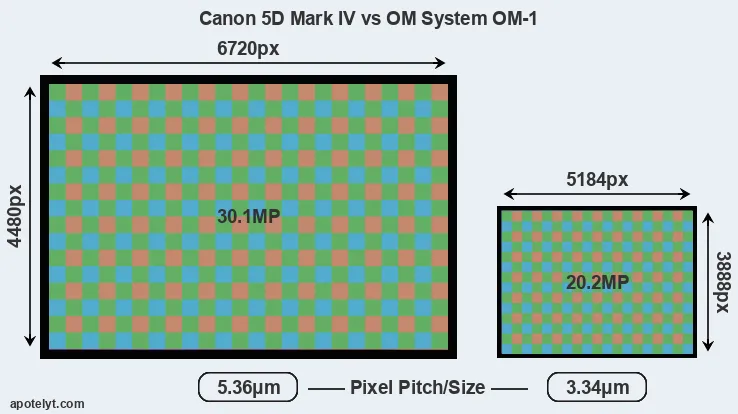5D Mark IV versus OM-1 MP